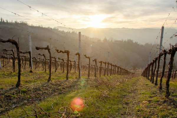 Vignerons locaux bretons - Le Pif en l'Air